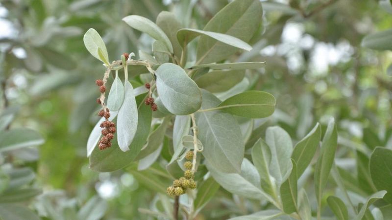 Use Buttonwood Where Salt Spray Hits Hard Use Buttonwood Where Salt Spray Hits Hard
