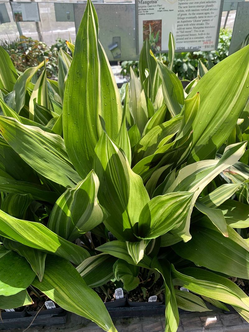 Use Cast Iron Plant For Deep Shade Use Cast Iron Plant For Deep Shade
