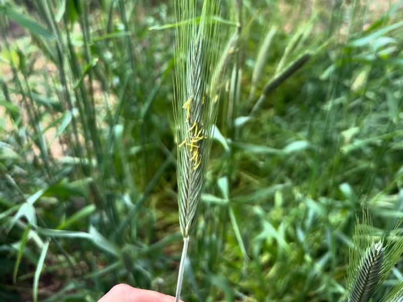 Use Cereal Rye For Strong Winter Soil Protection Use Cereal Rye For Strong Winter Soil Protection