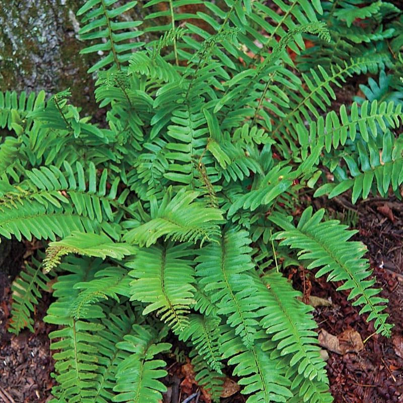 Use Christmas Fern For Evergreen Texture In Dry Shade Use Christmas Fern For Evergreen Texture In Dry Shade