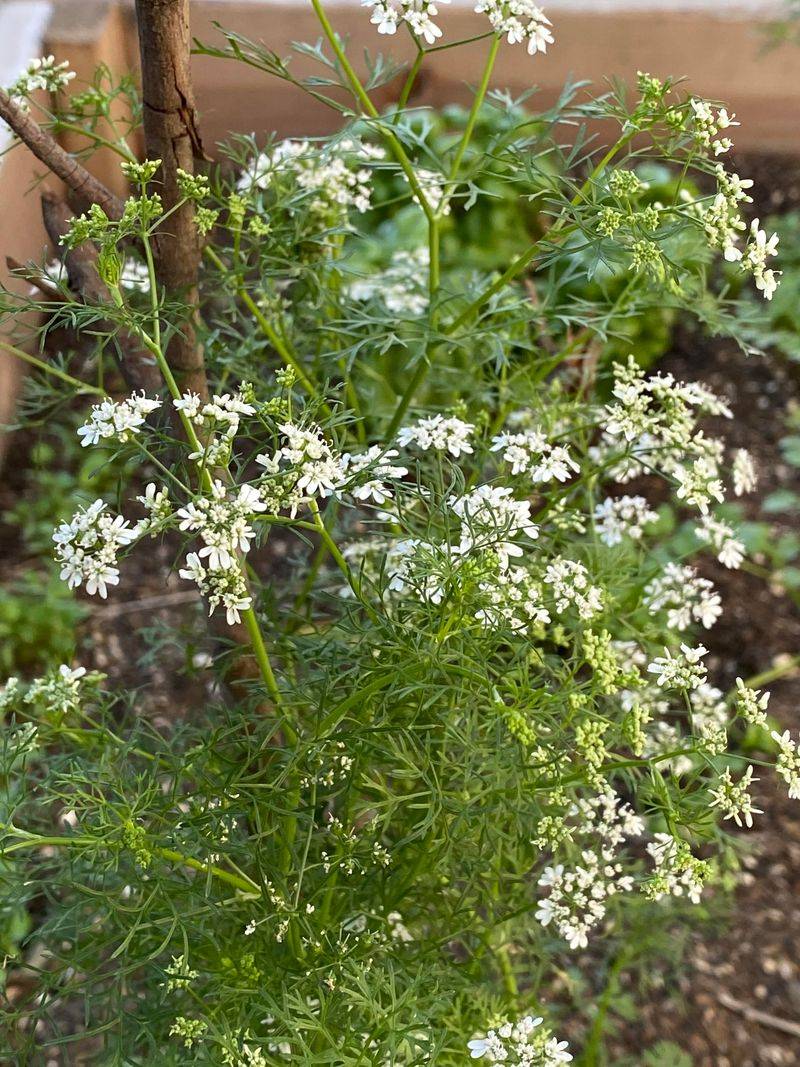 Use Cilantro To Pull In Helpful Insects