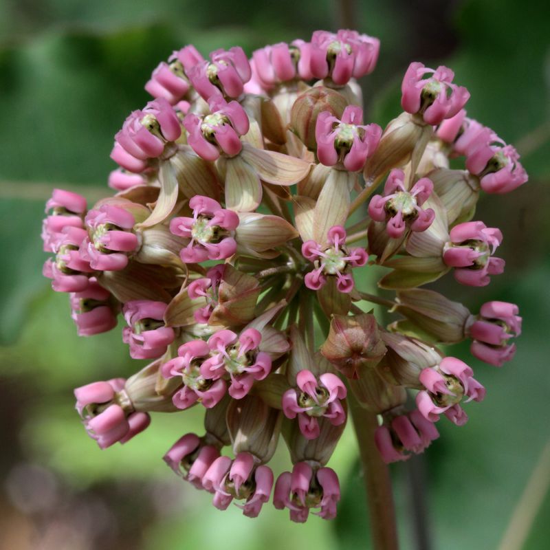 Use Clasping Milkweed Only In The Dry Sites It Wants