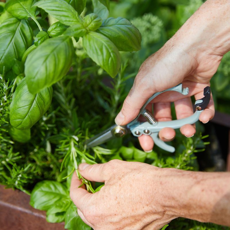 Use Clean Scissors For Bigger Cuttings