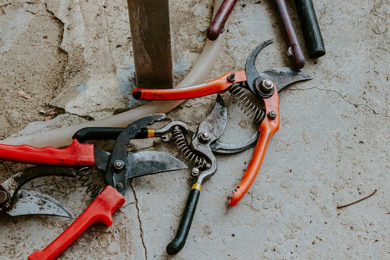 Use Clean, Sharp Scissors Or Pruning Shears