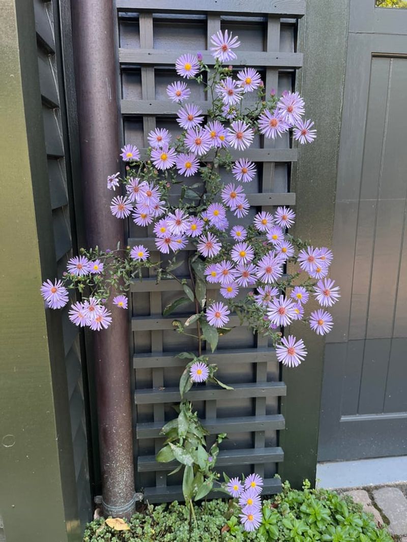 Use Climbing Aster For Seasonal Coverage In Sunny Spots