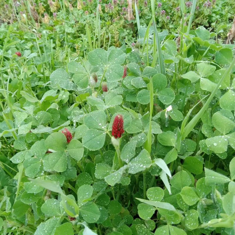 Use Clover For Nitrogen Support Use Clover For Nitrogen Support