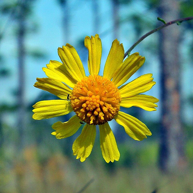 Use Coastalplain Honeycombhead For A Wildflower Meadow Look Use Coastalplain Honeycombhead For A Wildflower Meadow Look
