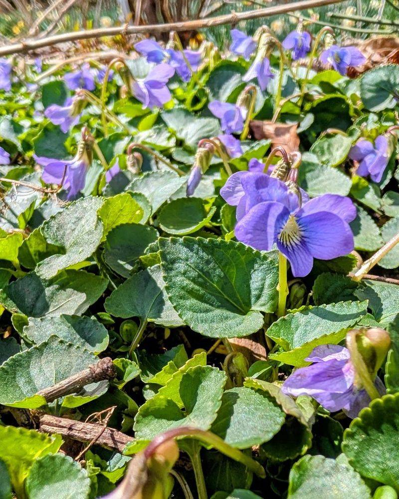 Use Common Blue Violet For Low Part-Shade Coverage