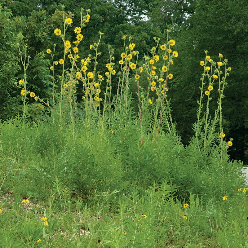Use Compass Plant For Big Leaves And High Summer Structure