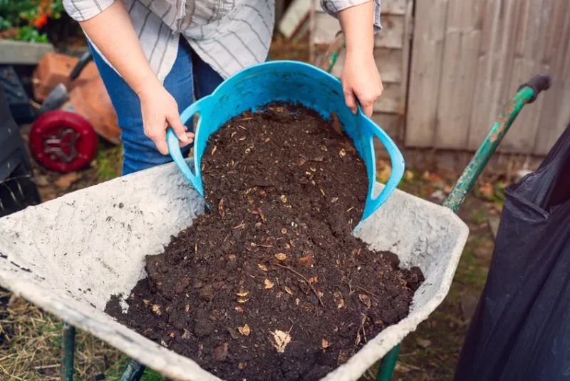 Use Compost To Soften Fall Planting Holes Use Compost To Soften Fall Planting Holes