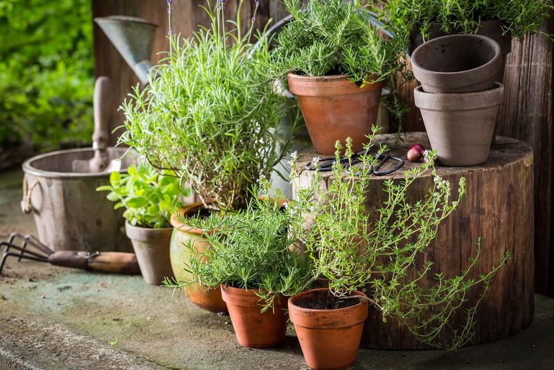 Use Containers For Herbs, Flowers, Or Compact Edibles Use Containers For Herbs, Flowers, Or Compact Edibles