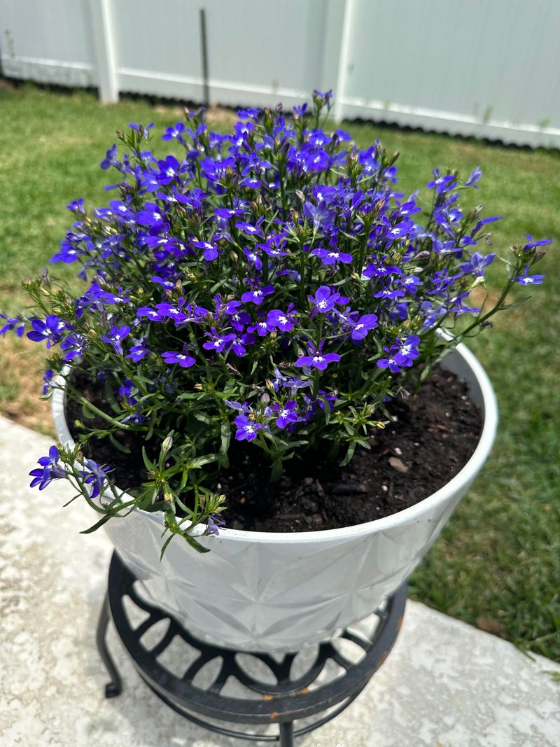 Use Containers For Quick Color