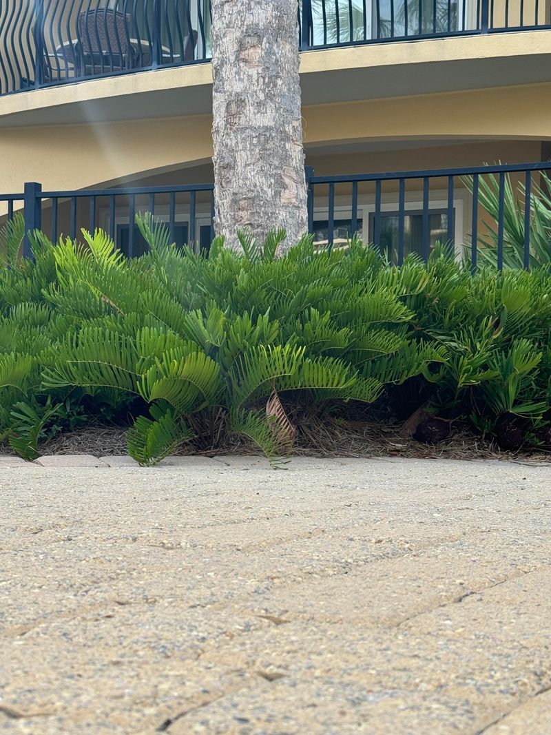 Use Coontie For Tough Structure Use Coontie For Tough Structure