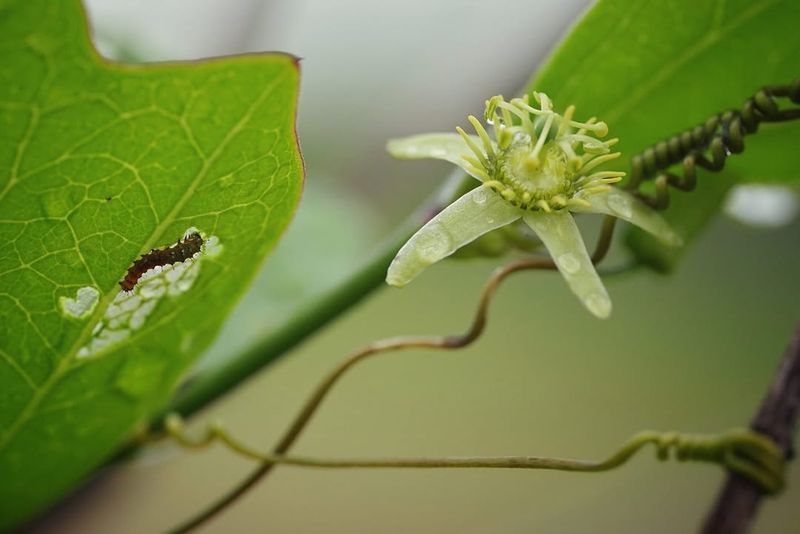 Use Corky Stem Passionflower In Shade Use Corky Stem Passionflower In Shade
