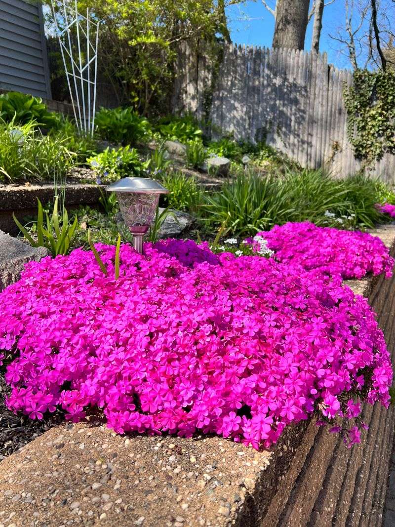 Use Creeping Phlox For Sunny Strips Use Creeping Phlox For Sunny Strips