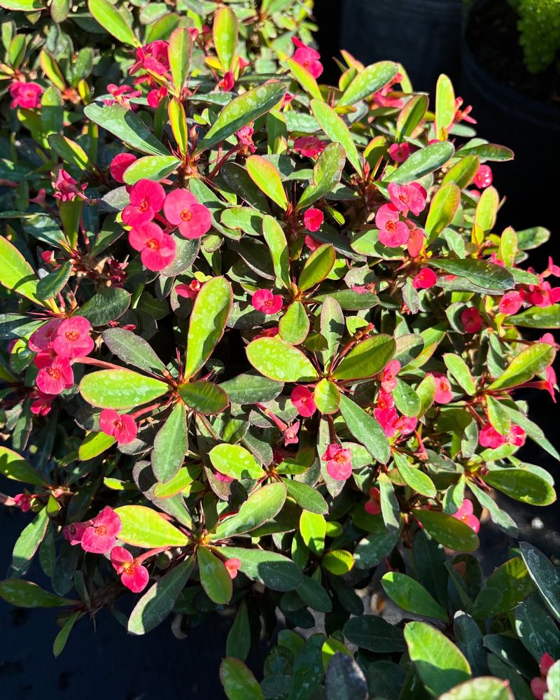 Use Crown Of Thorns For Tough Color