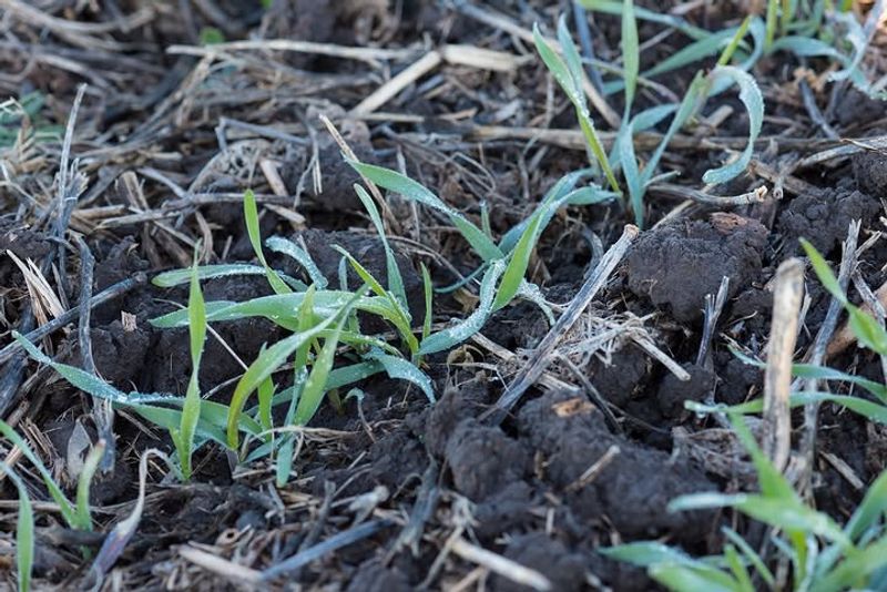 Use Deep Roots To Hold Garden Soil In Place Use Deep Roots To Hold Garden Soil In Place
