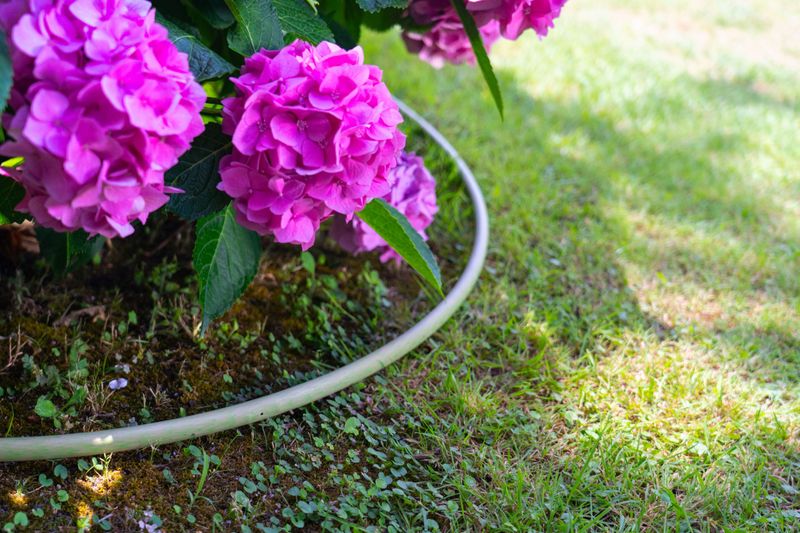 Use Drip Irrigation Near The Root Zone Use Drip Irrigation Near The Root Zone