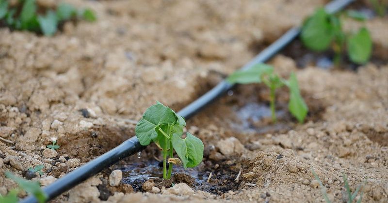 Use Drip Irrigation Or Soaker Hoses When Allowed Use Drip Irrigation Or Soaker Hoses When Allowed