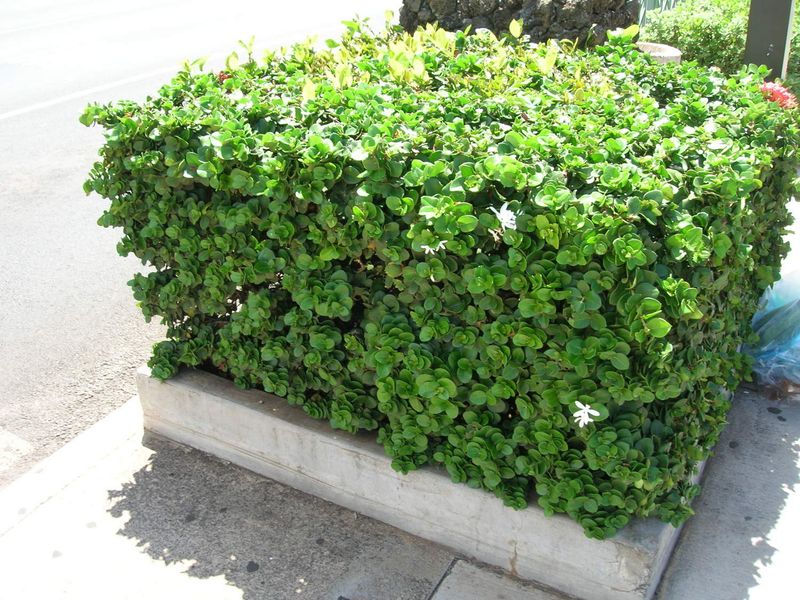 Use Dwarf Natal Plum For Glossy Heat-Tough Poolside Structure Use Dwarf Natal Plum For Glossy Heat-Tough Poolside Structure