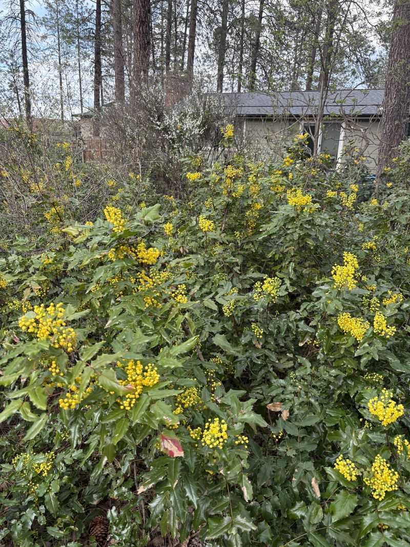 Use Dwarf Oregon Grape For Evergreen Structure Use Dwarf Oregon Grape For Evergreen Structure