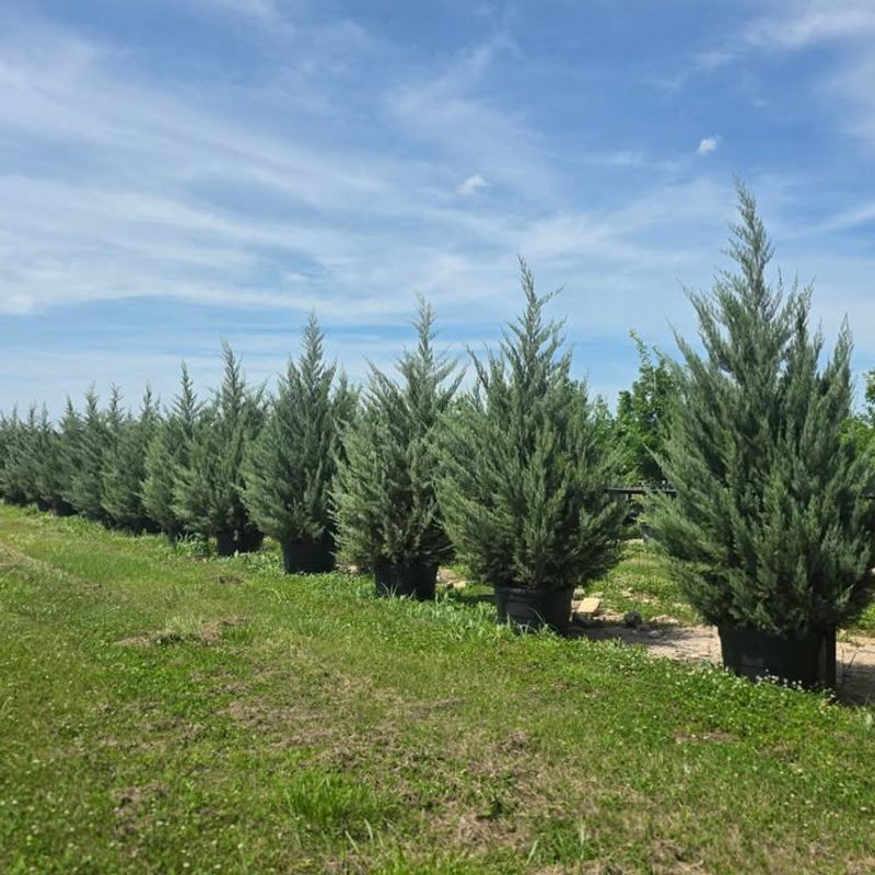 Use Eastern Red Cedar For Sunny Dry Sites Use Eastern Red Cedar For Sunny Dry Sites