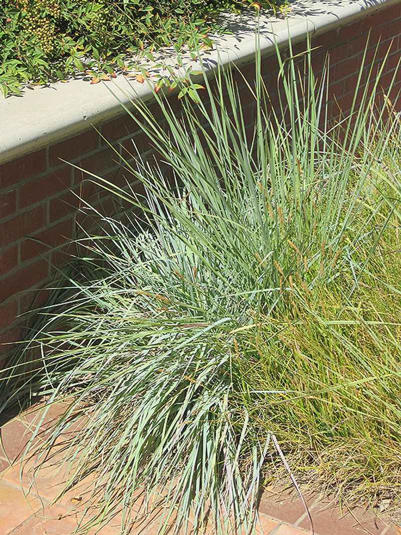 Use Elliott's Lovegrass In Hot Dry Open Spots