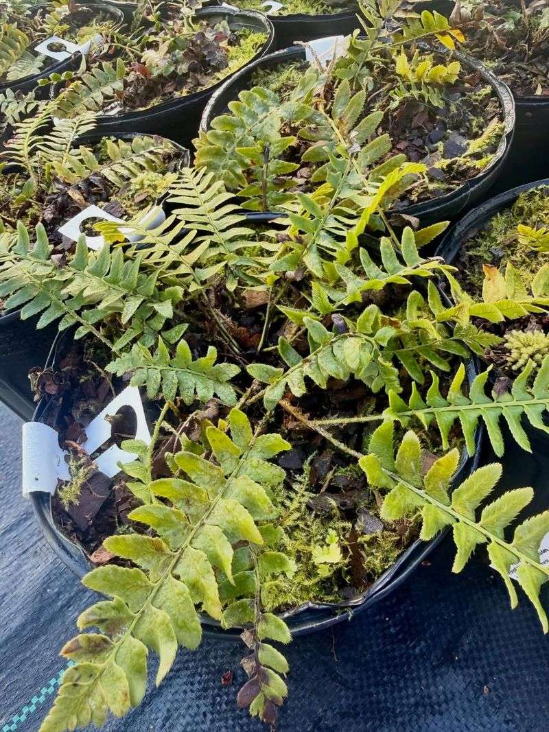 Use Evergreen Fronds To Keep Dry Shade Looking Alive Use Evergreen Fronds To Keep Dry Shade Looking Alive