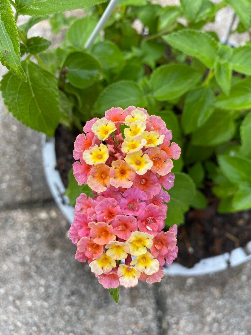 Use Fast-Draining Soil In Pots