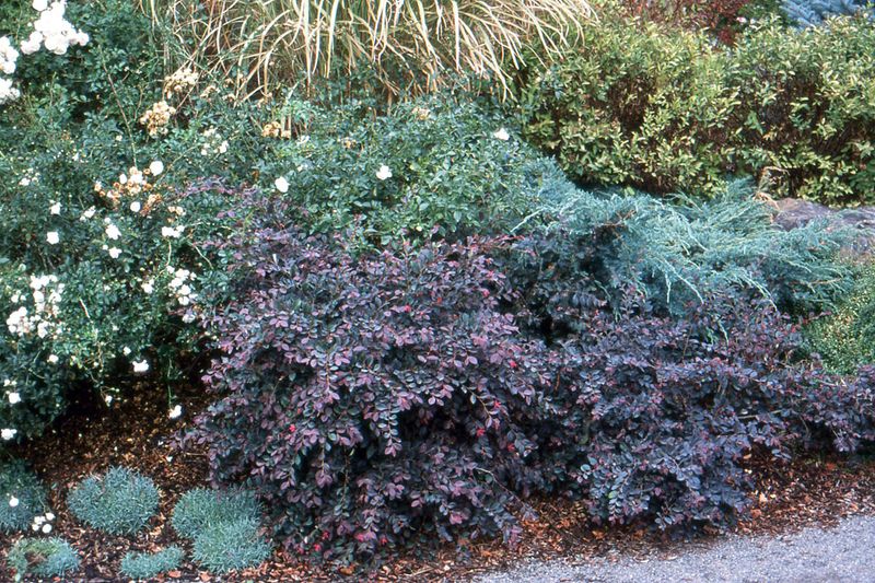 Use Foliage Color Like Flowers