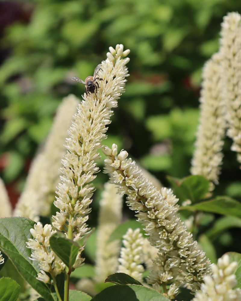 Use Fragrant White Flowers For A Softer Spring Show