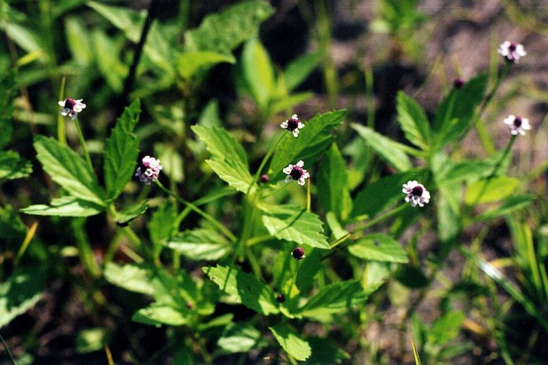 Use Frogfruit For A Low Native Pollinator Groundcover Use Frogfruit For A Low Native Pollinator Groundcover
