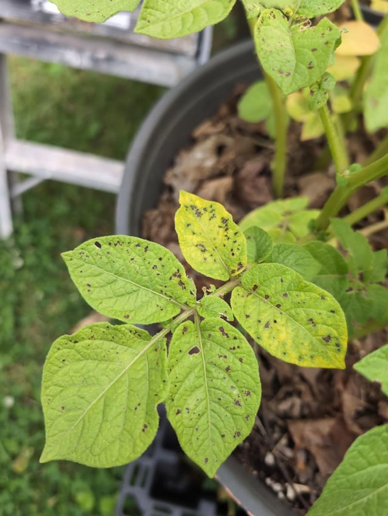 Use Fungicide Only When It Fits The Problem