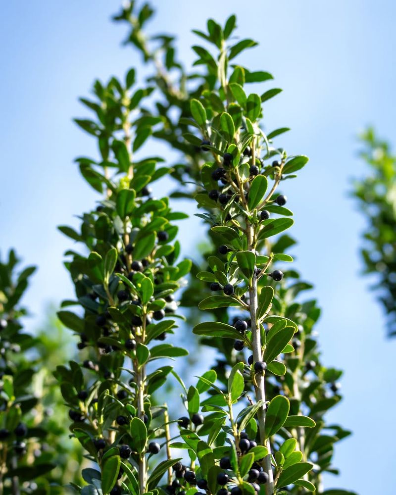 Use Glossy Leaves To Keep Foundations Looking Polished Use Glossy Leaves To Keep Foundations Looking Polished