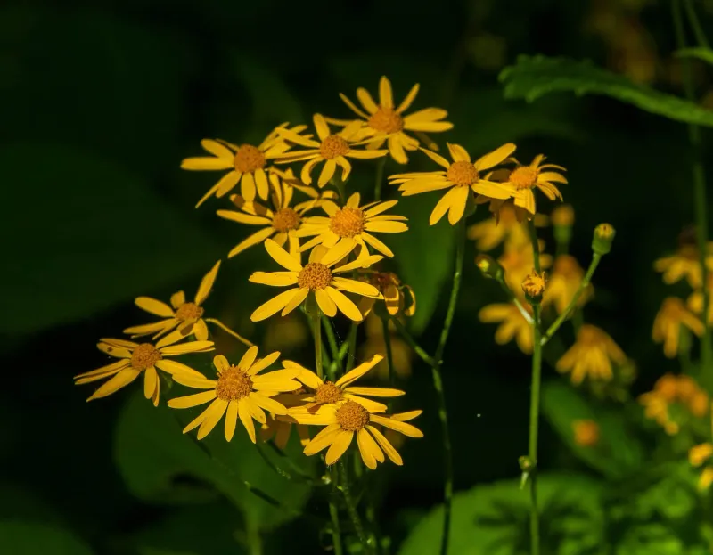 Use Golden Ragwort To Fill Damp Open Ground Use Golden Ragwort To Fill Damp Open Ground