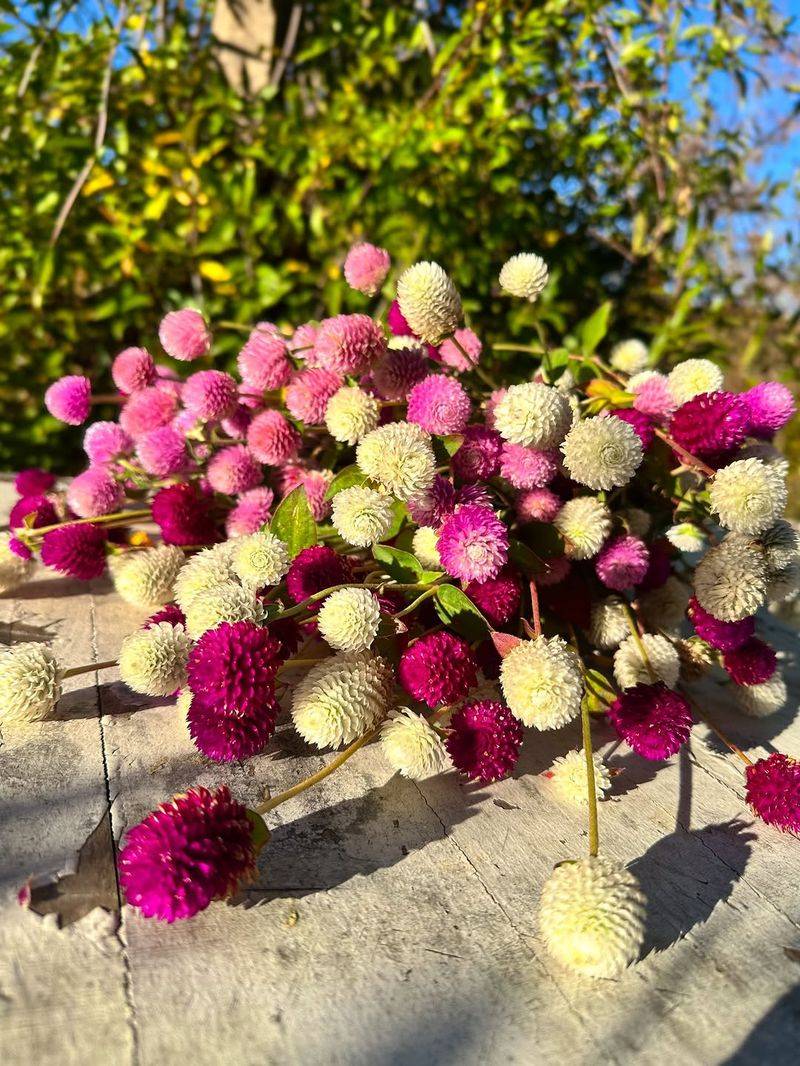 Use Gomphrena For Color That Holds In Fresh Or Dried Bouquets Use Gomphrena For Color That Holds In Fresh Or Dried Bouquets
