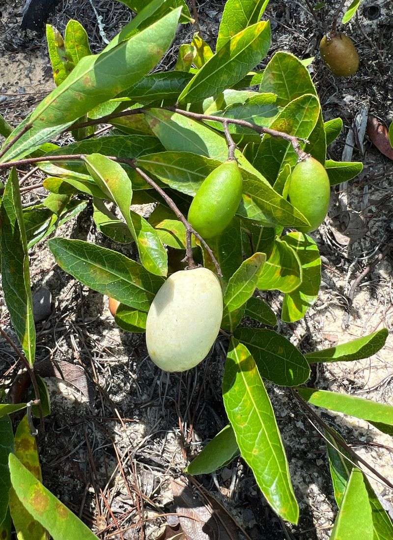 Use Gopher Apple For Dry Native Ground Coverage