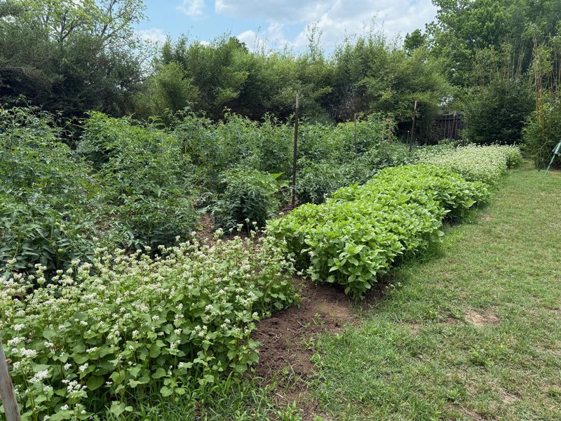 Use Groundcovers As Living Mulch Use Groundcovers As Living Mulch