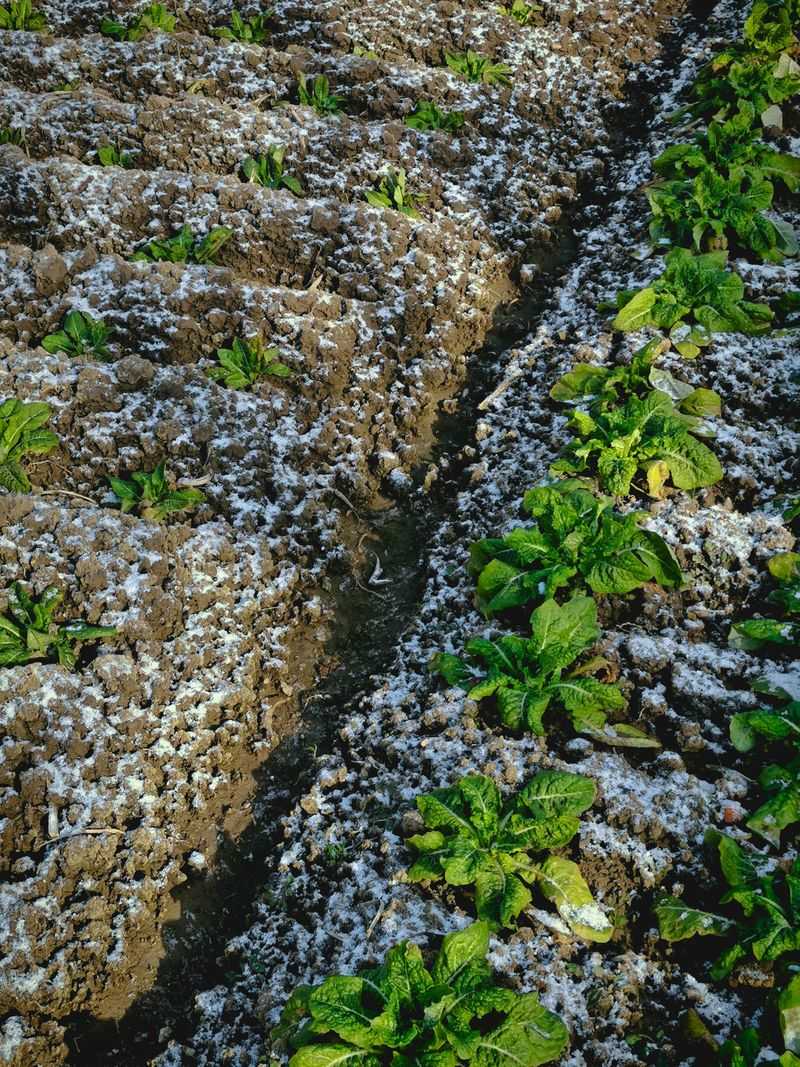 Use Gypsum To Break Up Compaction