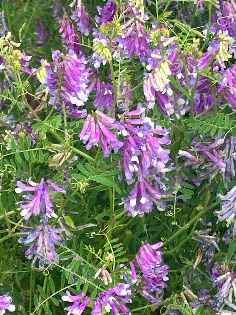 Use Hairy Vetch For Nitrogen Support