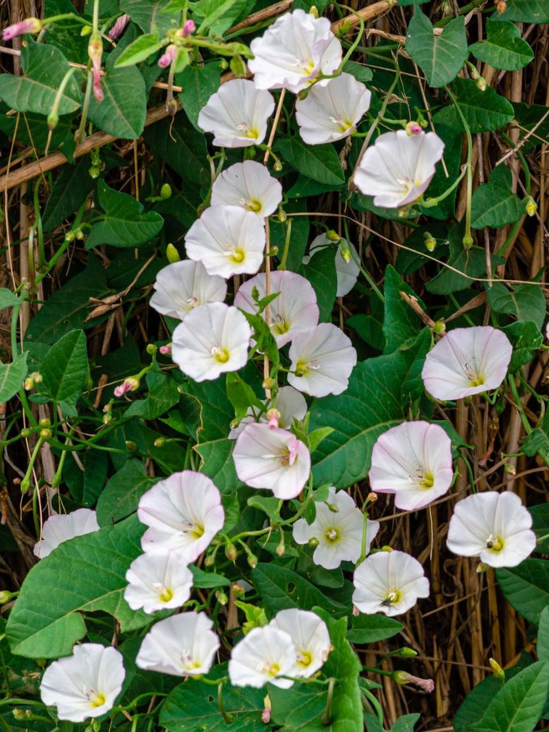 Use Herbicides Carefully When Needed