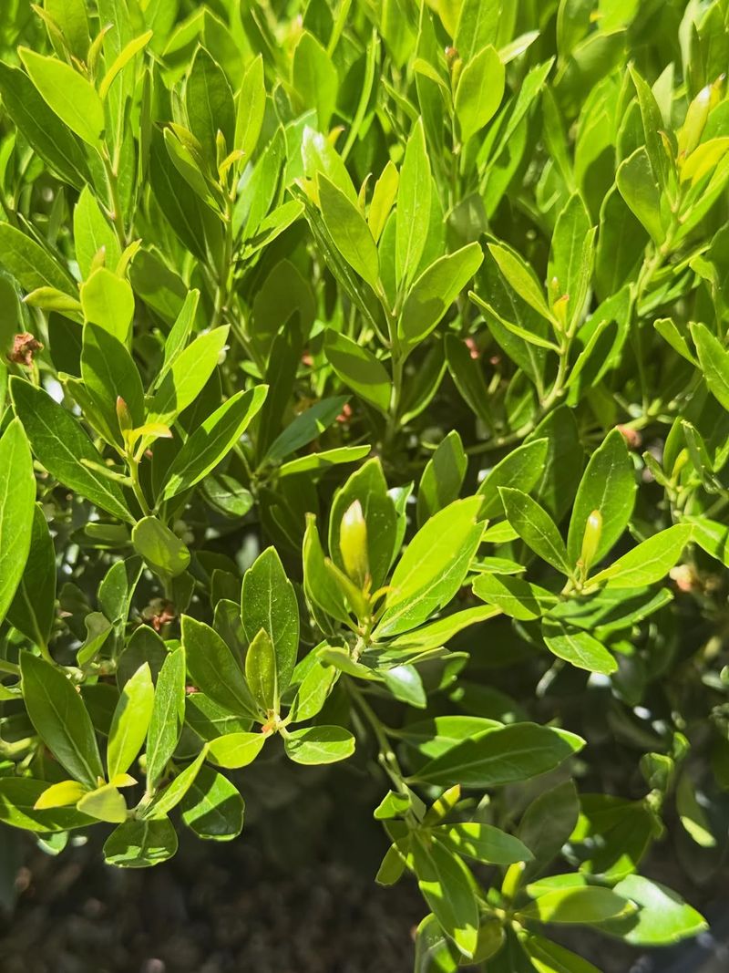 Use Inkberry Holly For Evergreen Structure All Year Use Inkberry Holly For Evergreen Structure All Year