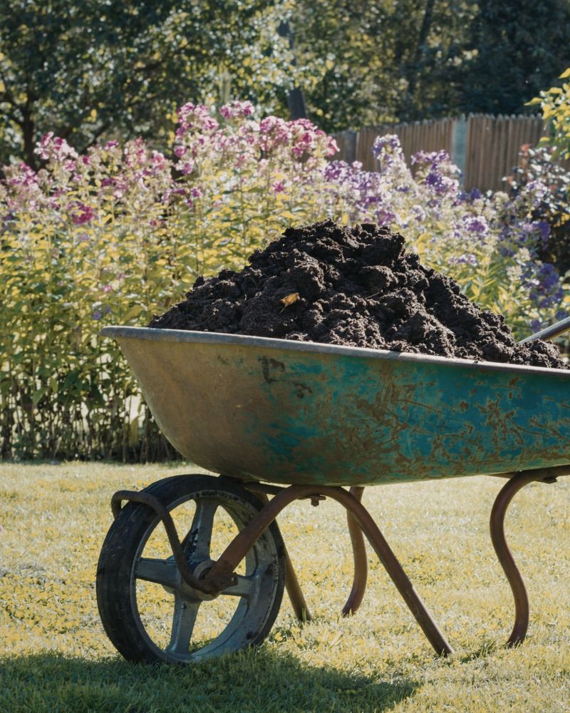 Use It As A Thin Topdressing Around Perennials And Shrubs
