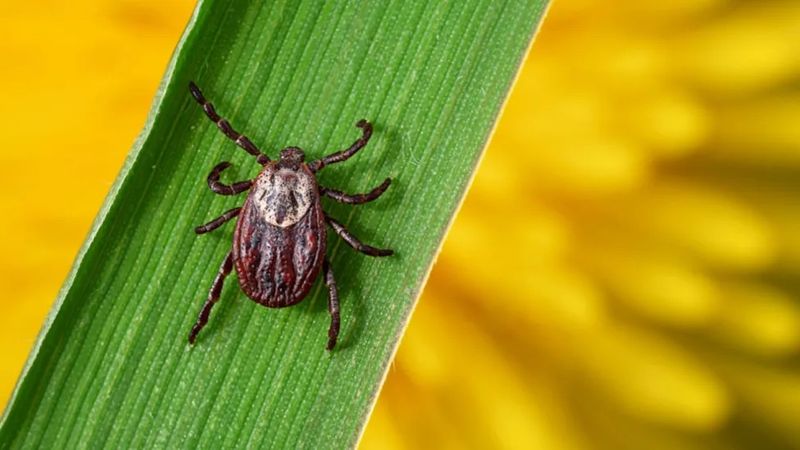 Use It To Replace Brushy Tick-Friendly Corners