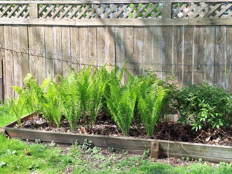 Use It Where Lawn Refuses To Grow Use It Where Lawn Refuses To Grow