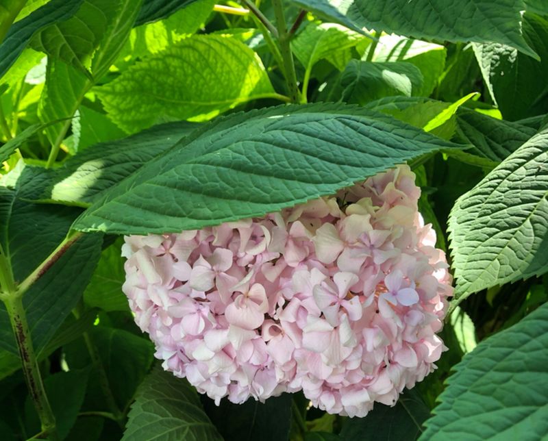 Use July To Protect Next Year's Flowers Use July To Protect Next Year's Flowers