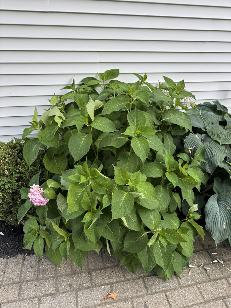 Use June To Set Up Next Year's Bloom Use June To Set Up Next Year's Bloom