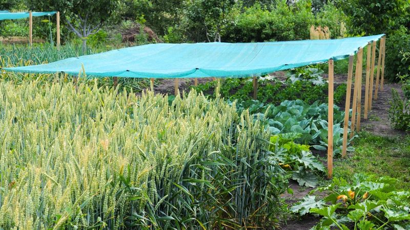 Use Light Shade For Tender Seedlings