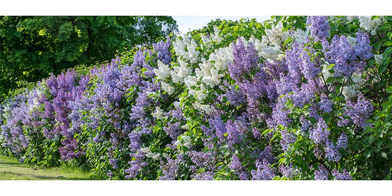 Use Lilacs As A Soft Screen