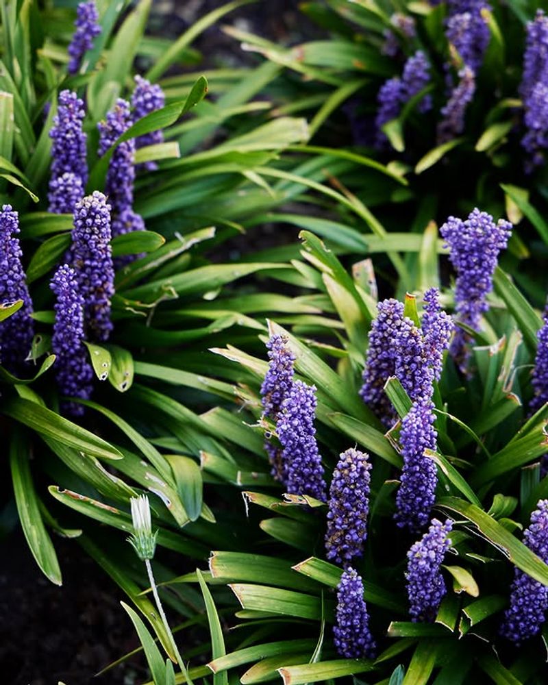 Use Liriope In Tough Shade Use Liriope In Tough Shade